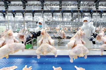 河北玖兴农牧带领低收入家庭养鸡致富