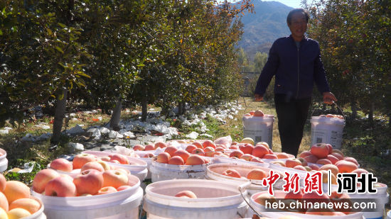 村民采摘苹果。 